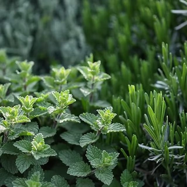 Tuscan Herb Olive Oil.