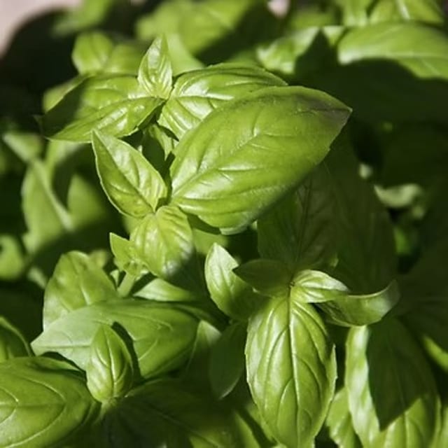Basil Olive Oil.