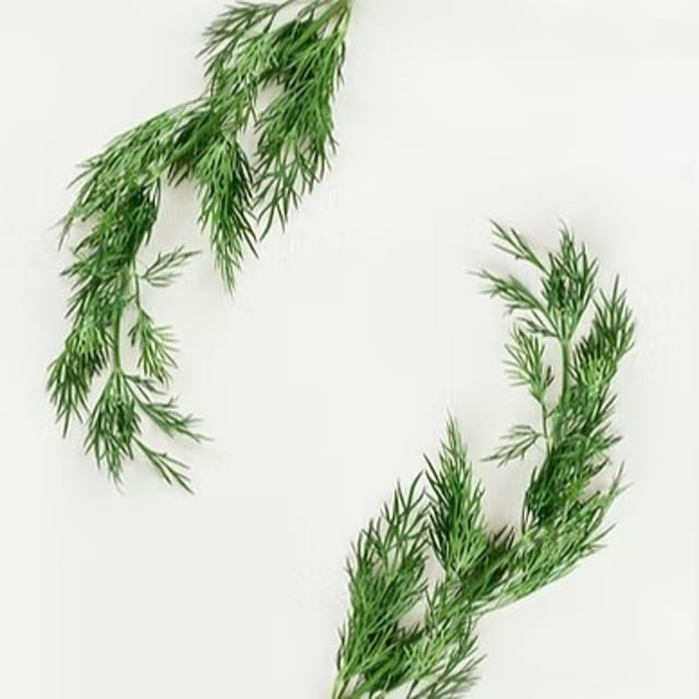 Wild Fern-leaf Dill Olive Oil.