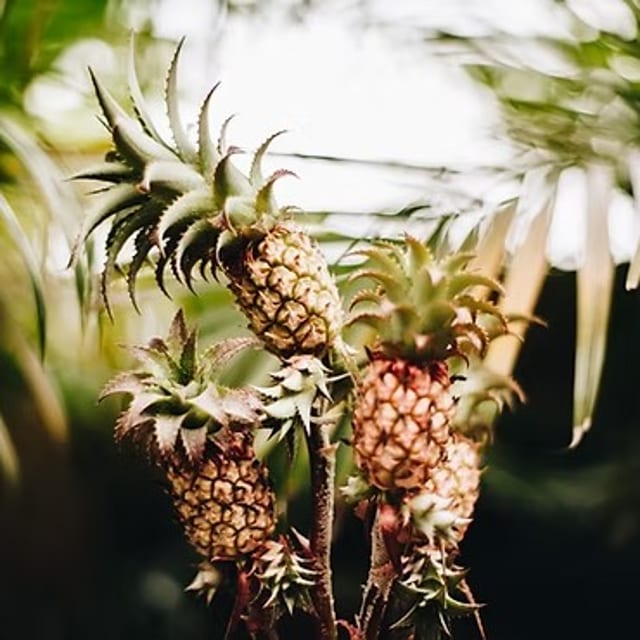 Golden Pineapple Balsamic.