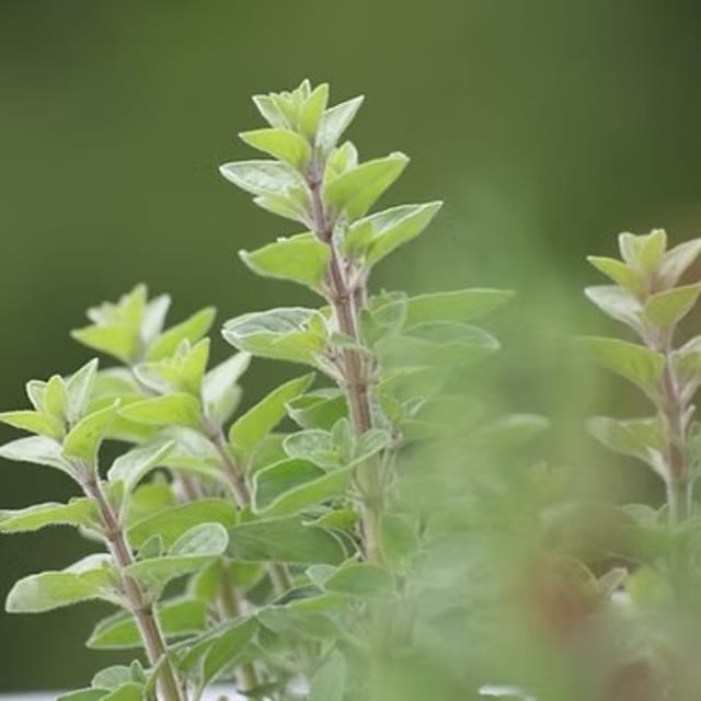 Oregano White Balsamic.