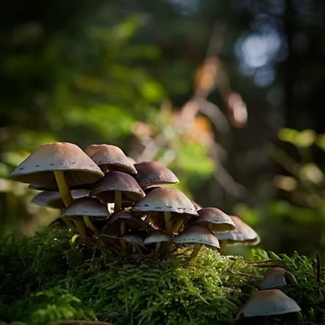 Wild Mushroom and Sage Olive Oil.