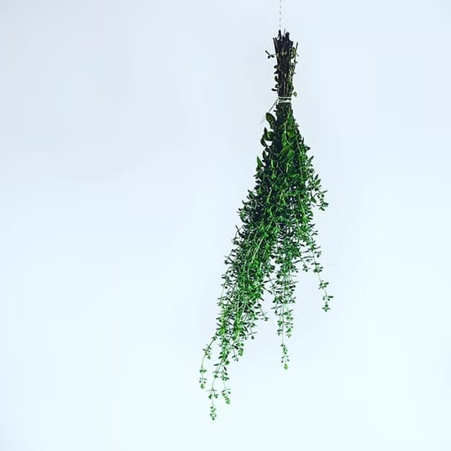 Oregano Olive Oil.