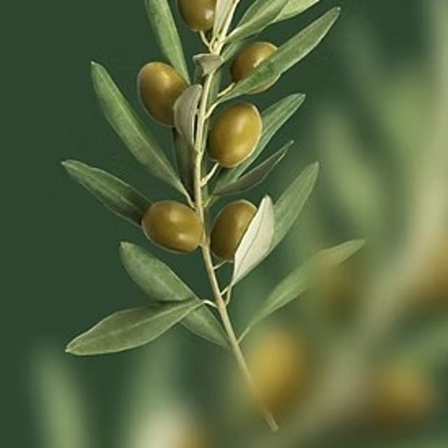 A- Premium White Balsamic.